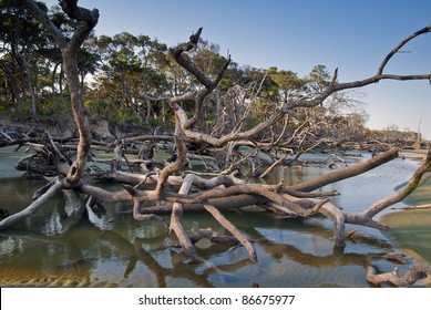 Driftwood and washed out trees at the beach on Hunting Island State Park, South Carolina.