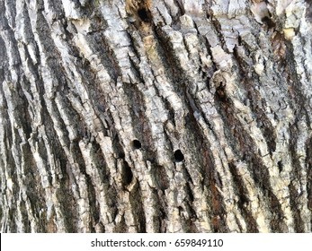 Drill Holes In An Ash Tree From The Emerald Ash Borer