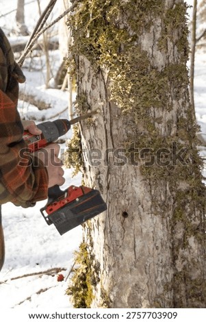 Drilling hole into maple tree for sap tapping during syrup season; Vertical