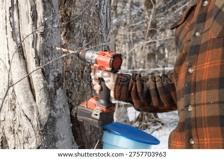 Drilling hole into maple tree for sap tapping during syrup season; Horizontal
