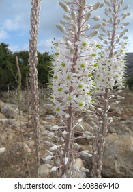 Drimia Maritima Flowers In The Field