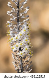  Drimia Maritima In The Galilee