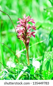 Drimia Maritima In Grenn Grass