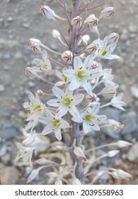 Drimia Maritima Plant With Flowers 