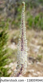 Drimia Urginea Maritima