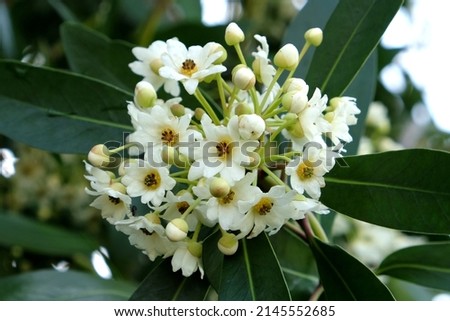 Drimys winteri, the winter's bark or canelo in flower