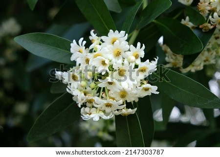 Drimys winteri, the winter's bark or canelo in flower