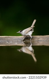 Drinkend Man Zwartkop; Male Eurasian Blackcap Drinking