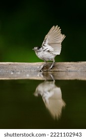 Drinkend Man Zwartkop; Male Eurasian Blackcap Drinking