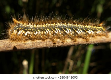 Drinker moth catapillar  Euthrix potatoria