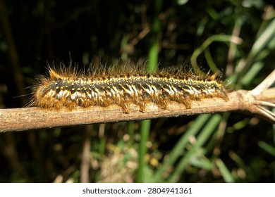 Drinker moth catapillar  Euthrix potatoria