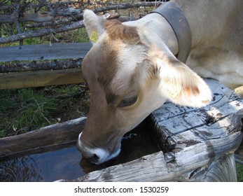 173 Cow drinking fountain Images, Stock Photos & Vectors | Shutterstock