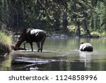 Drinking and diving Moose in Canada, Moose Trail banff national Park