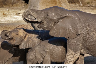 Drinking Elephants In Jamala, Madikwe