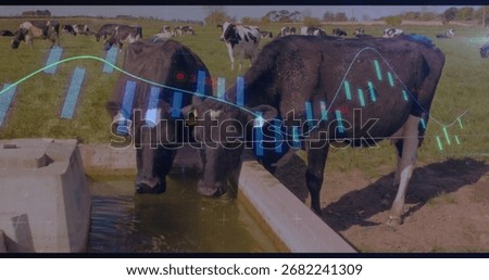 Drinking Holstein cows drinking pool water from concrete trough on pasture, with financial chart. Rural, agriculture, pastoral, livestock, landscape, sustainability, investment