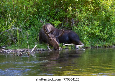 Drinking lazy moose 