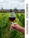 Drinking of red pinot noir wine on grand cru vineyards with cross and stone walls in Cote de nuits, making of famous red and white Burgundy wine in Burgundy region, Vosne-Romanee village, France