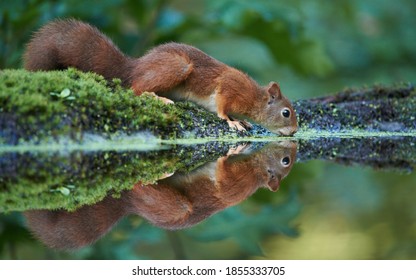 Drinking red squirrel reflected in the water