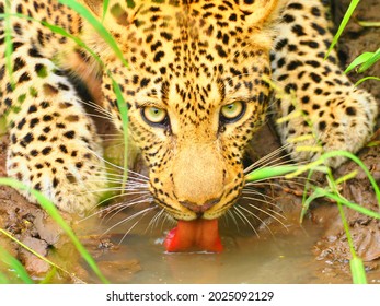 Drinking Water Leopard In South Luangwa National Park, Zambia