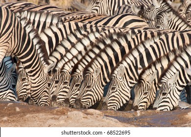 Drinking Zebra Herd