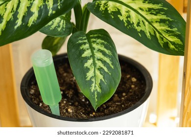 Drip fertilizer for potted plants, stimulator of development, growth acceleration, home plant care. A bottle of liquid is inserted into the soil in a pot. Home crop production - Shutterstock ID 2292081871