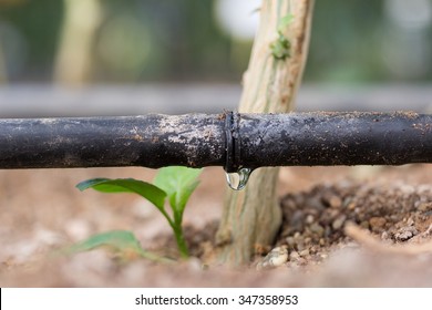 Drip Irrigation