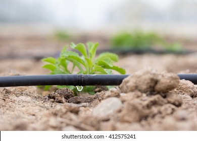 Drip Irrigation