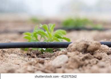 Drip Irrigation