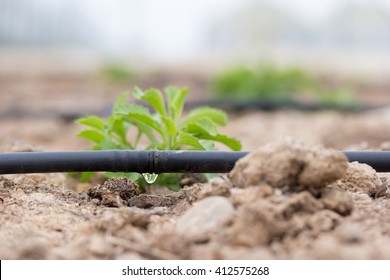 Drip Irrigation