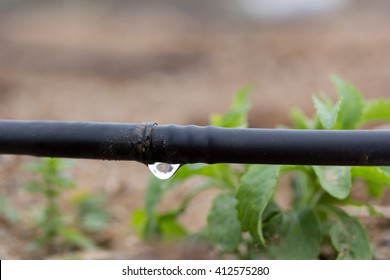 Drip Irrigation