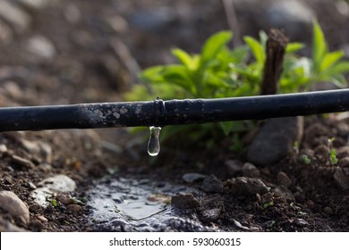 Drip Irrigation