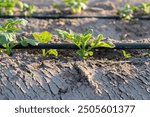 drip irrigation close up shot.