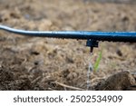 Drip Irrigation Hose with Dripper – Essential for Efficient Watering