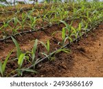 Drip irrigation is an irrigation method that conserves air and fertilizer by allowing air to drip slowly onto plant roots, either through the soil surface or directly onto the roots, through a network