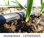 Drip irrigation, micro-irrigation system in a garlic plantation. Water saving. Close-up.