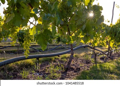 Drip irrigation on a vineyard with the sun peaking through the leafes.