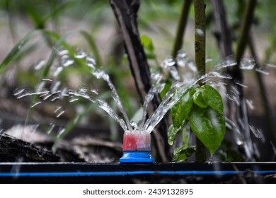 Drip irrigation. The photo shows the irrigation system in a raised bed. Blueberry bushes sprout from the litter against drip irrigation - Powered by Shutterstock