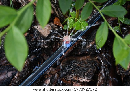 Drip irrigation. The photo shows the irrigation system in a raised bed. Blueberry bushes sprout from the litter against drip irrigation