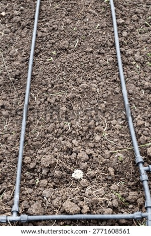 A drip irrigation pipe system installed on a freshly tilled garden bed. Garden watering technology, agriculture irrigation, soil preparation.