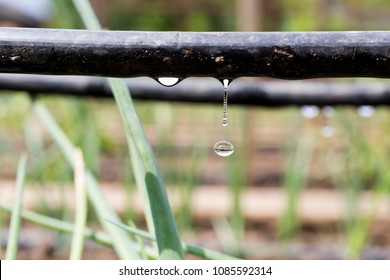 Drip Irrigation System Close Up. Water saving drip irrigation system being used in a organic onions field 