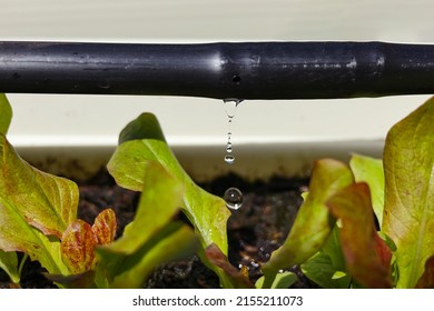 Drip Irrigation System Close Up. Water saving drip irrigation system being used in a organic salad garden. 