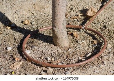 Drip Irrigation System For A Tree