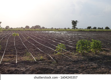 Drip Irrigation System Used In A Farm Of Kaffrine Region, Senegal, West Africa. Black Parallel Plastic Tubes Placed On The Ground. African Rural View Of Agricultural Technology. 