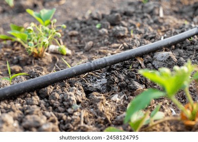 A drip irrigation tube with dripping water is stretched across the garden to water the strawberry beds. Progressive methods of watering the garden. - Powered by Shutterstock