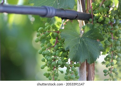 Drip irrigation of the vineyard - Leaves and bunches -