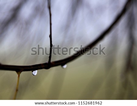 Similar – Snowy Bunting Twig Snowcap