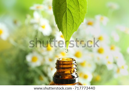Dripping chamomile essential oil into bottle on blurred background