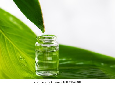 Dripping Natural Tea Tree Essential Oil Into Bottle On White  Background, Closeup