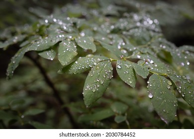 Dripping Plant In Rainforest Trail