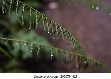 Dripping Plant In Rainforest Trail